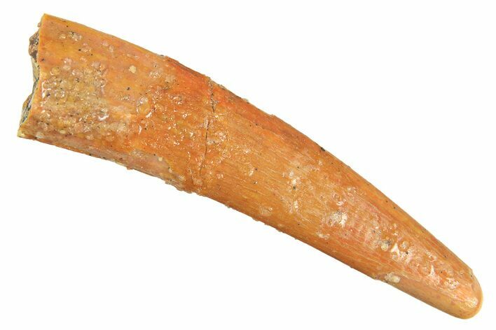 Fossil Pterosaur (Siroccopteryx) Tooth - Morocco #298530